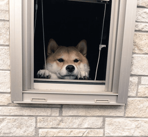 Shiba waiting